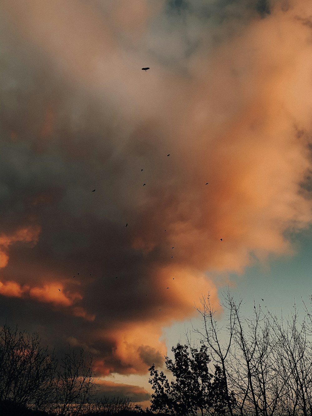 birds flying over trees during sunset