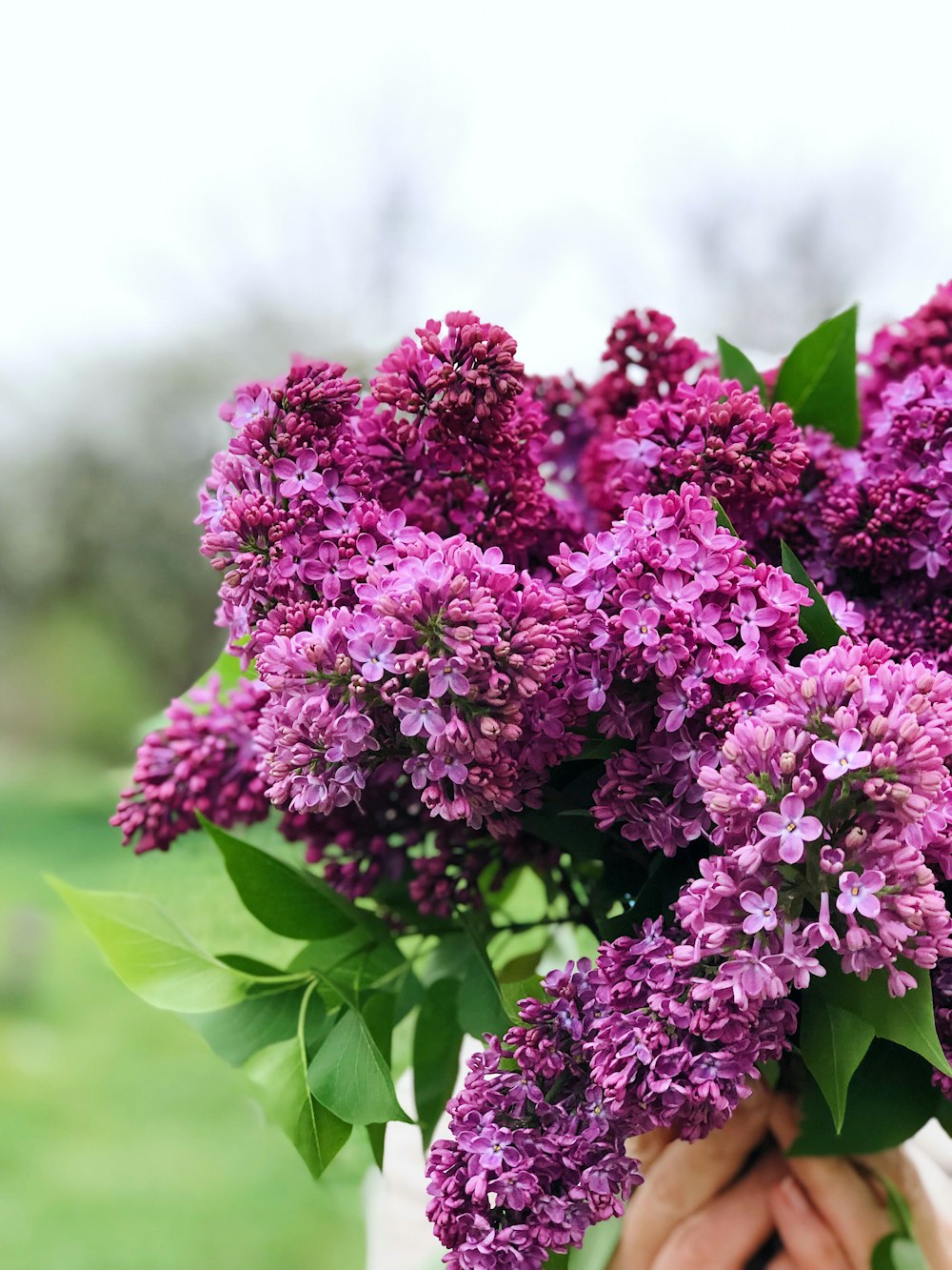 purple flowers in green leaves