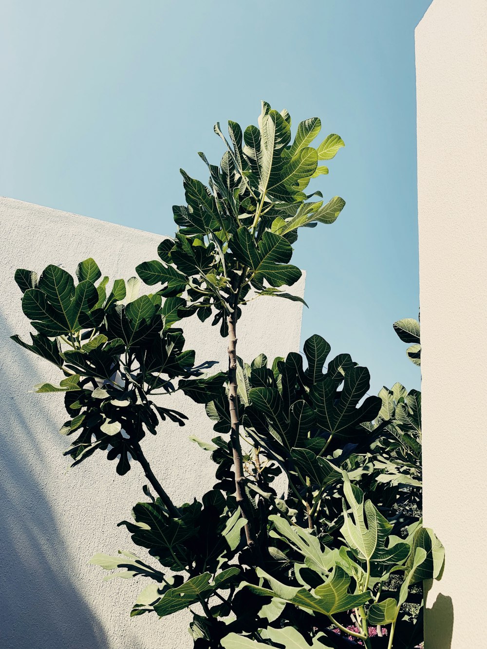 green plant on white textile