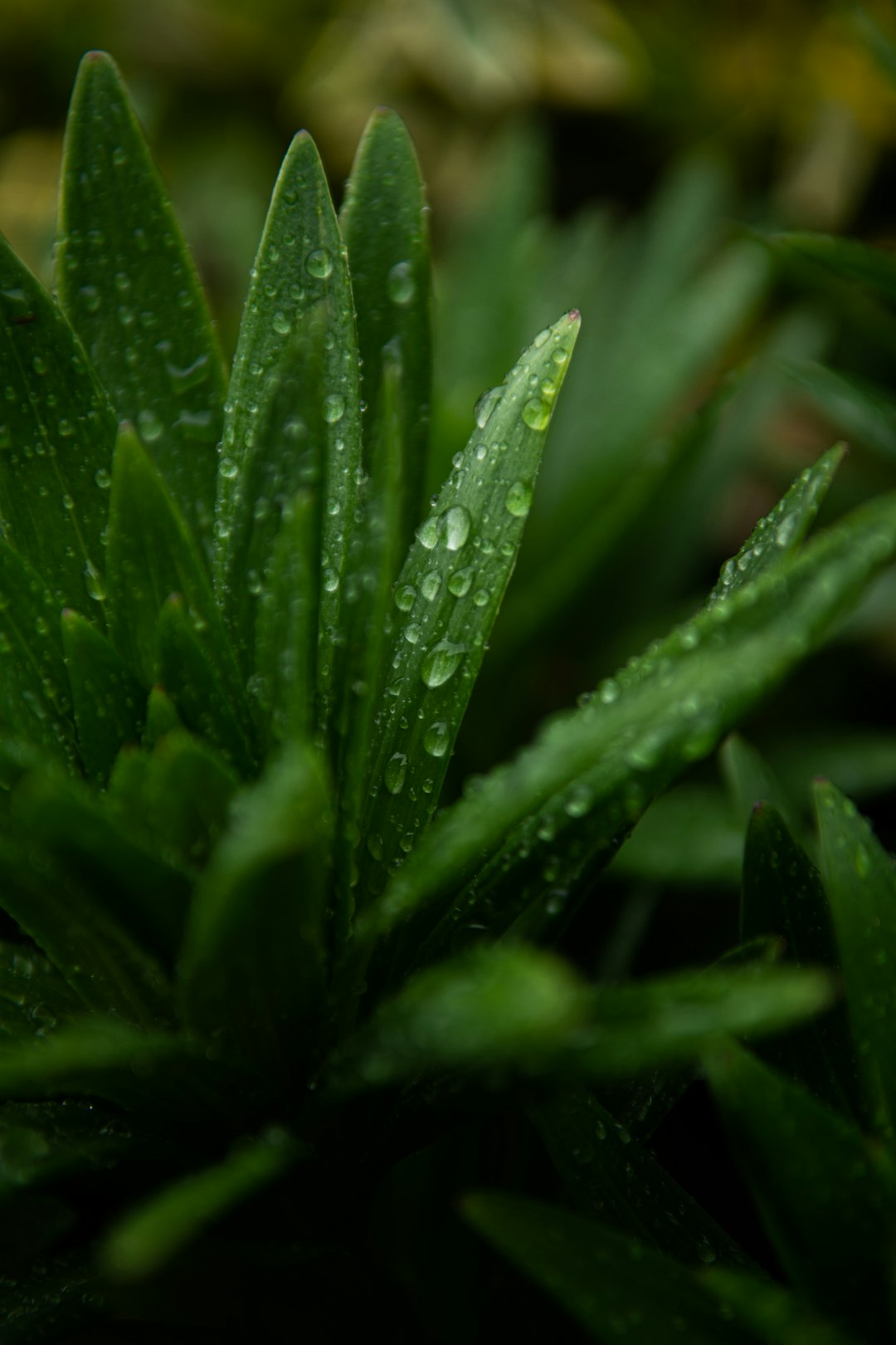 water droplets on green plant