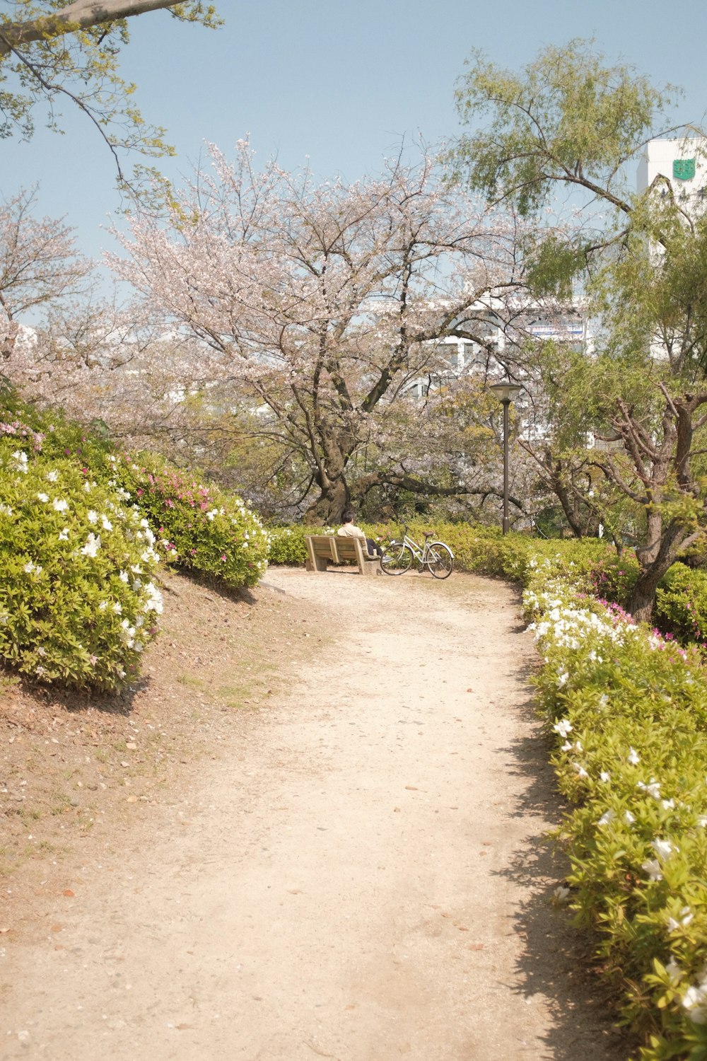 green grass and trees during daytime