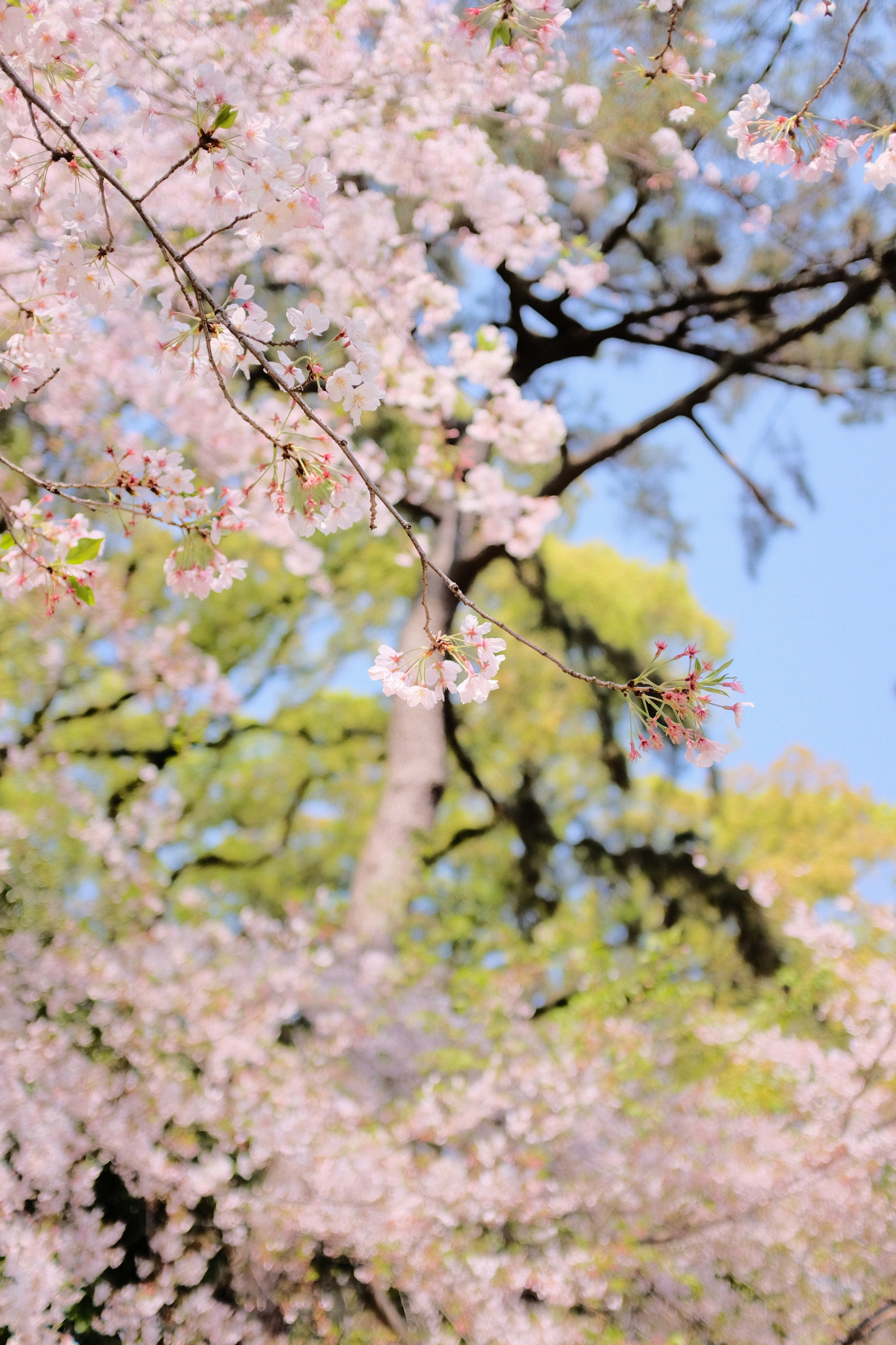 white cherry blossom tree during daytime