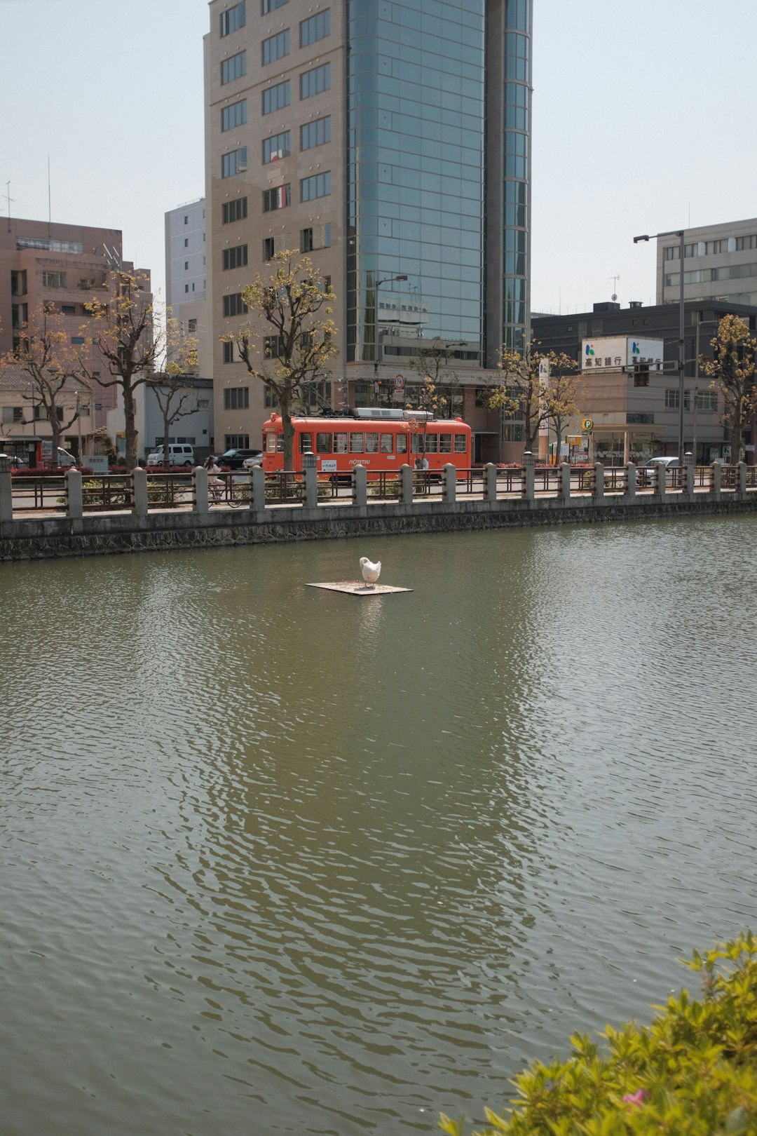 white swan on water near city buildings during daytime