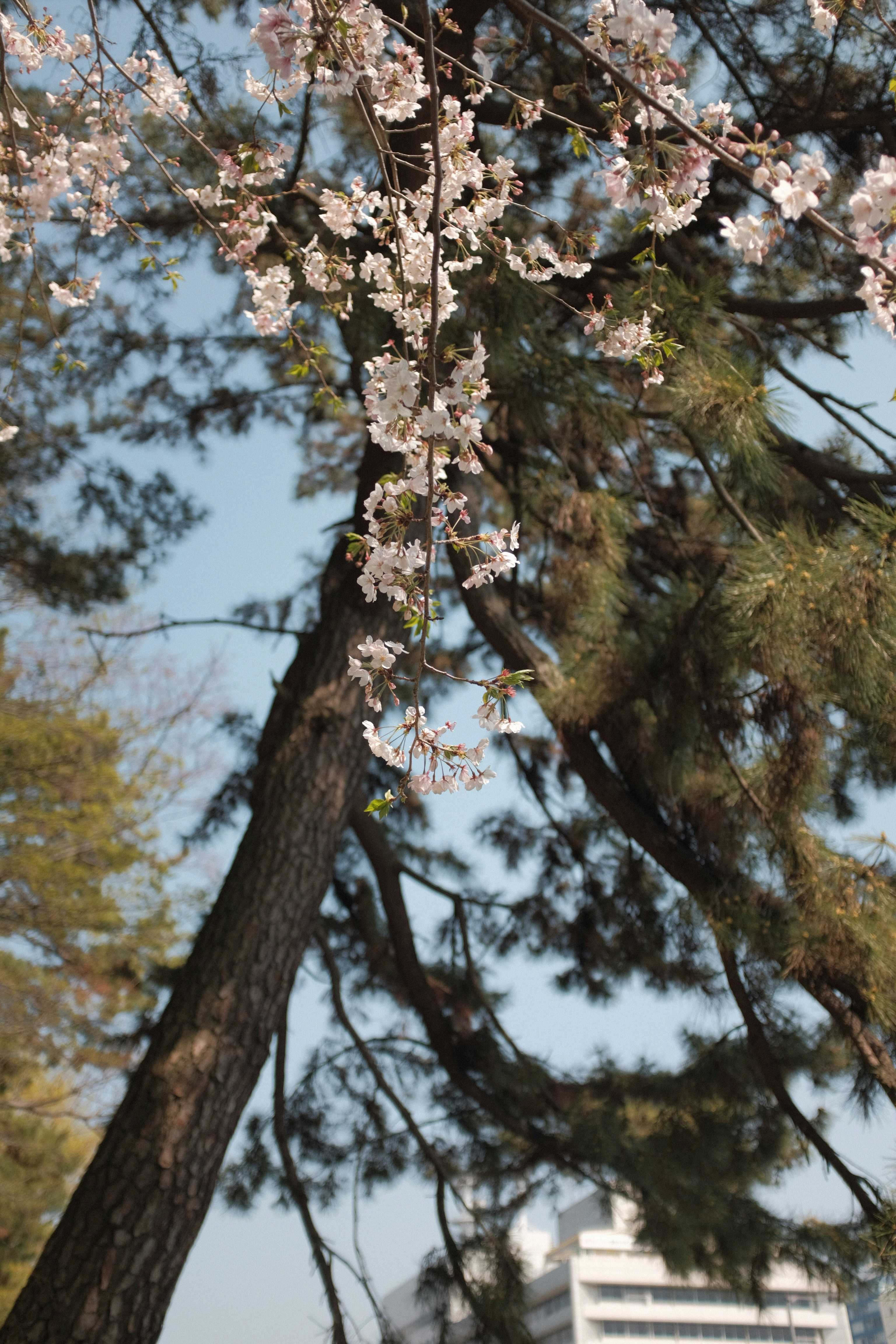 green and brown tree under blue sky during daytime