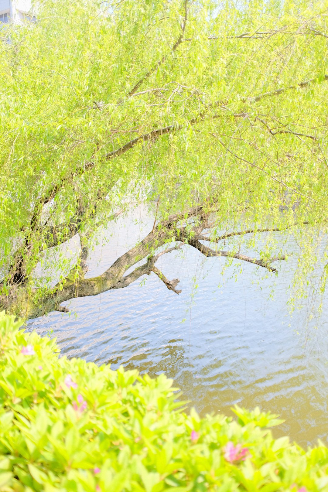 green tree on body of water during daytime