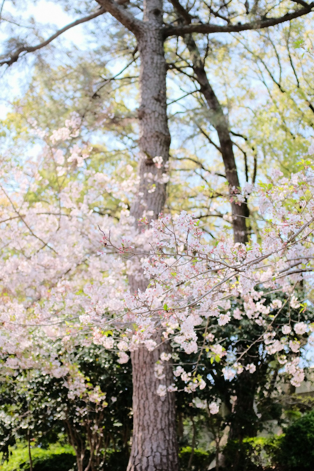 pink cherry blossom tree during daytime