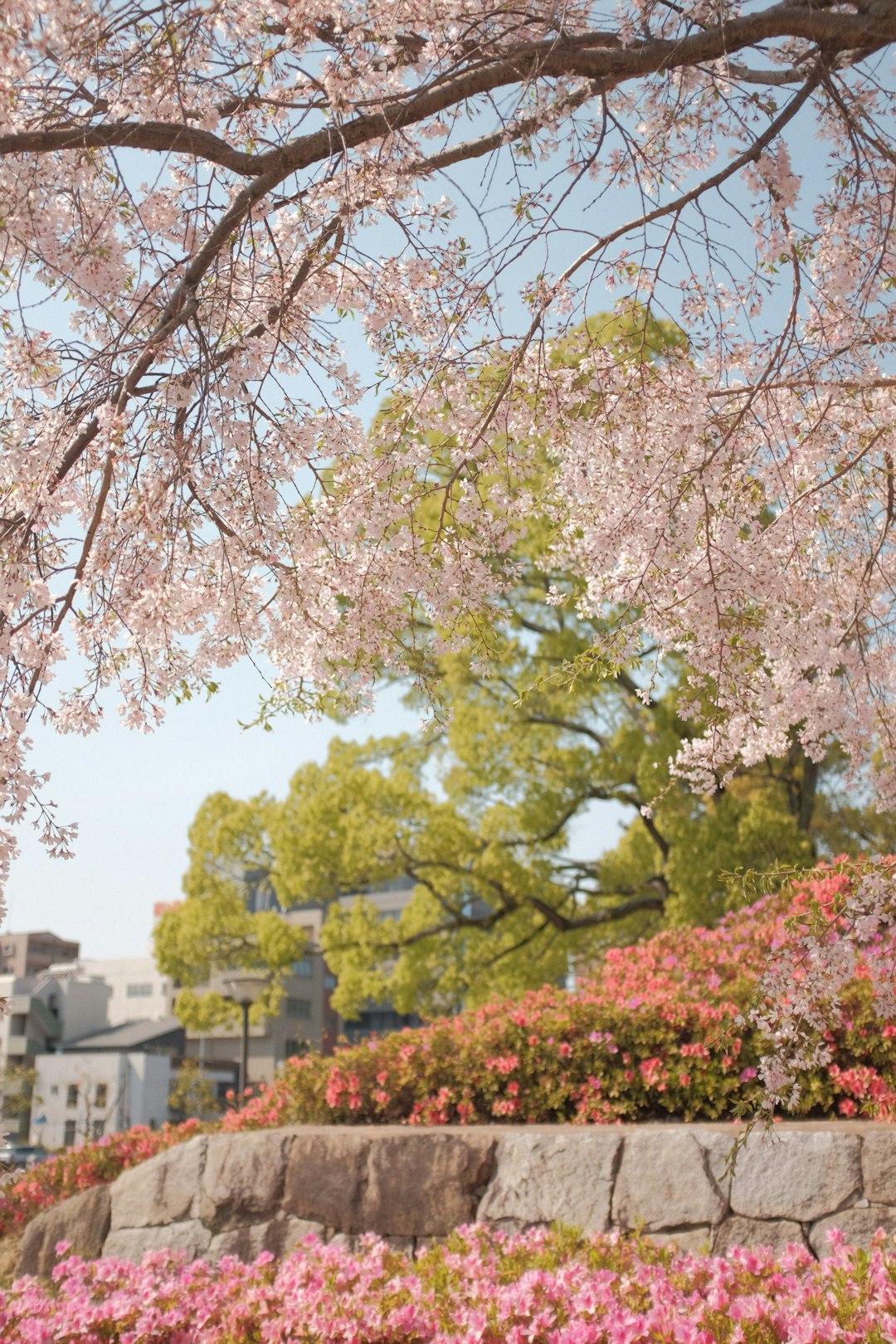 pink and white cherry blossom tree during daytime