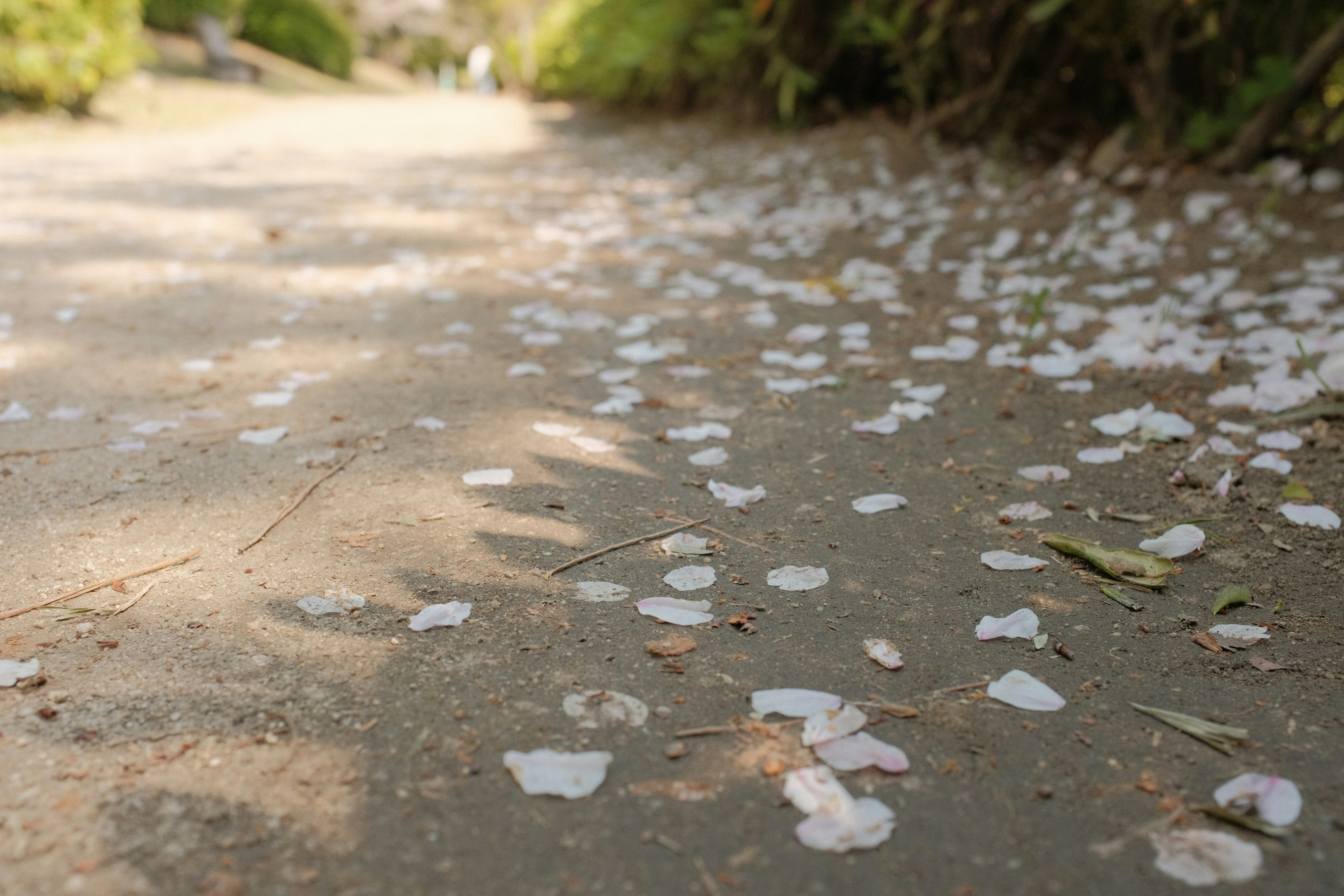 brown dried leaves on the ground