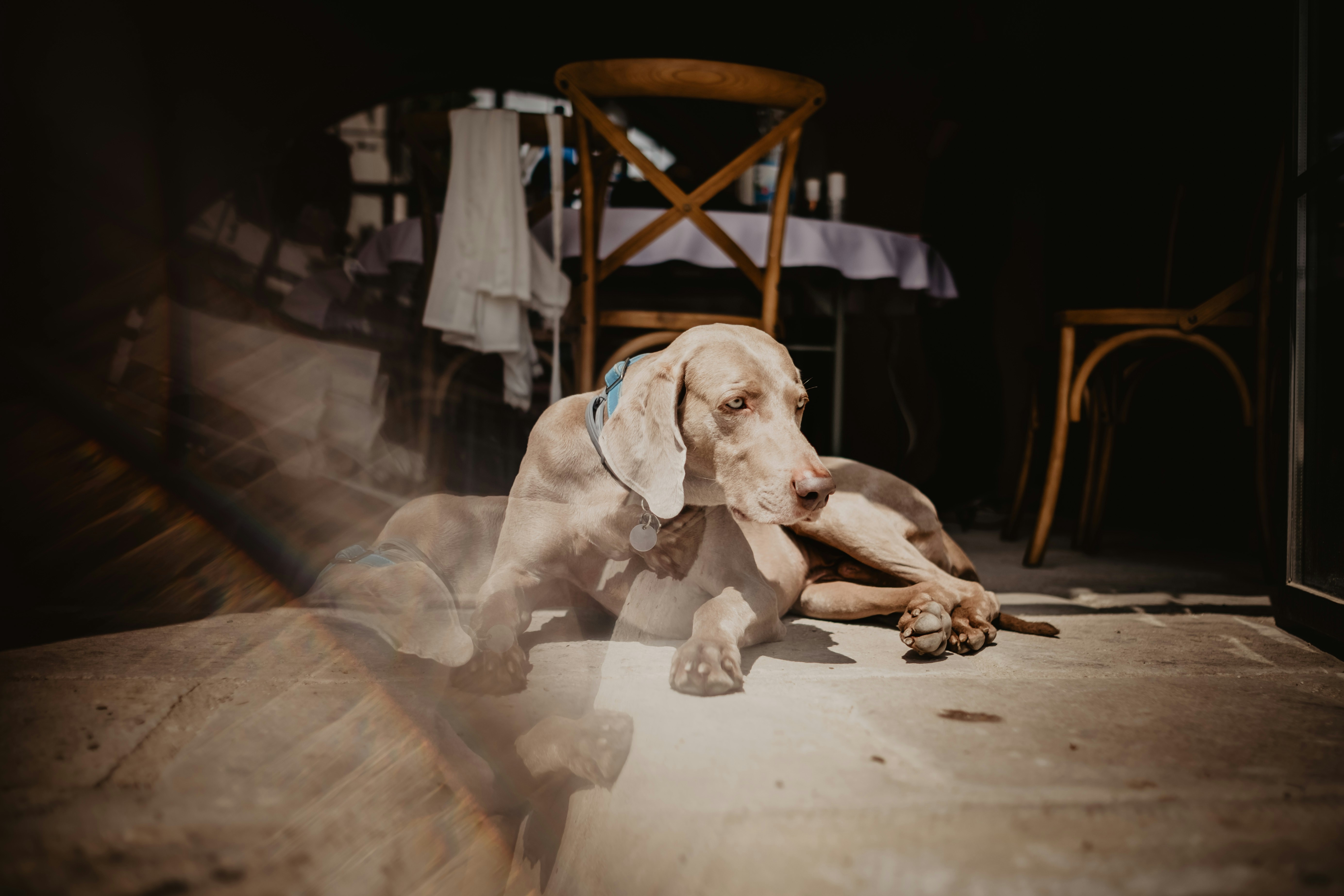 brown short coated dog lying on floor