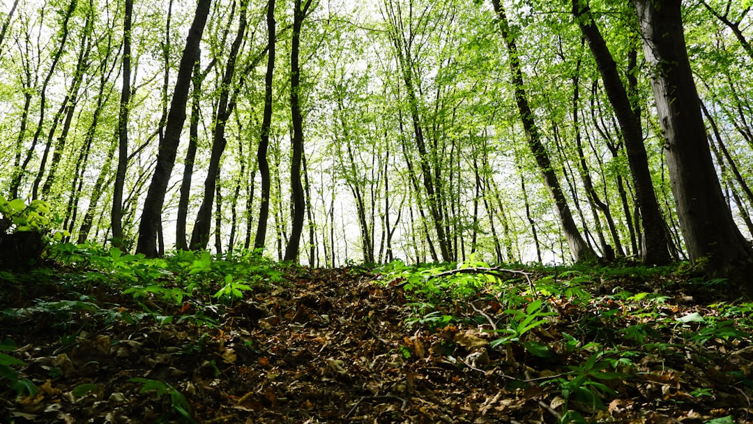 Forest photo spot FloreÅŸti Alba Iulia