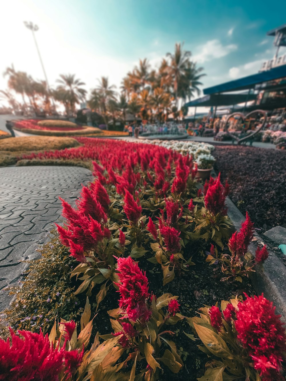 red flowers on body of water during daytime