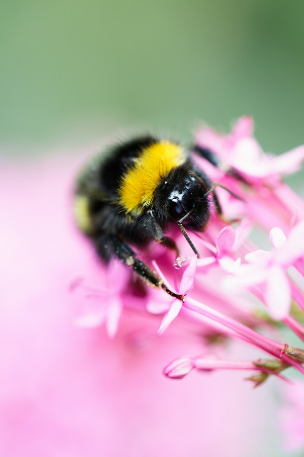 black and yellow bee on pink flower