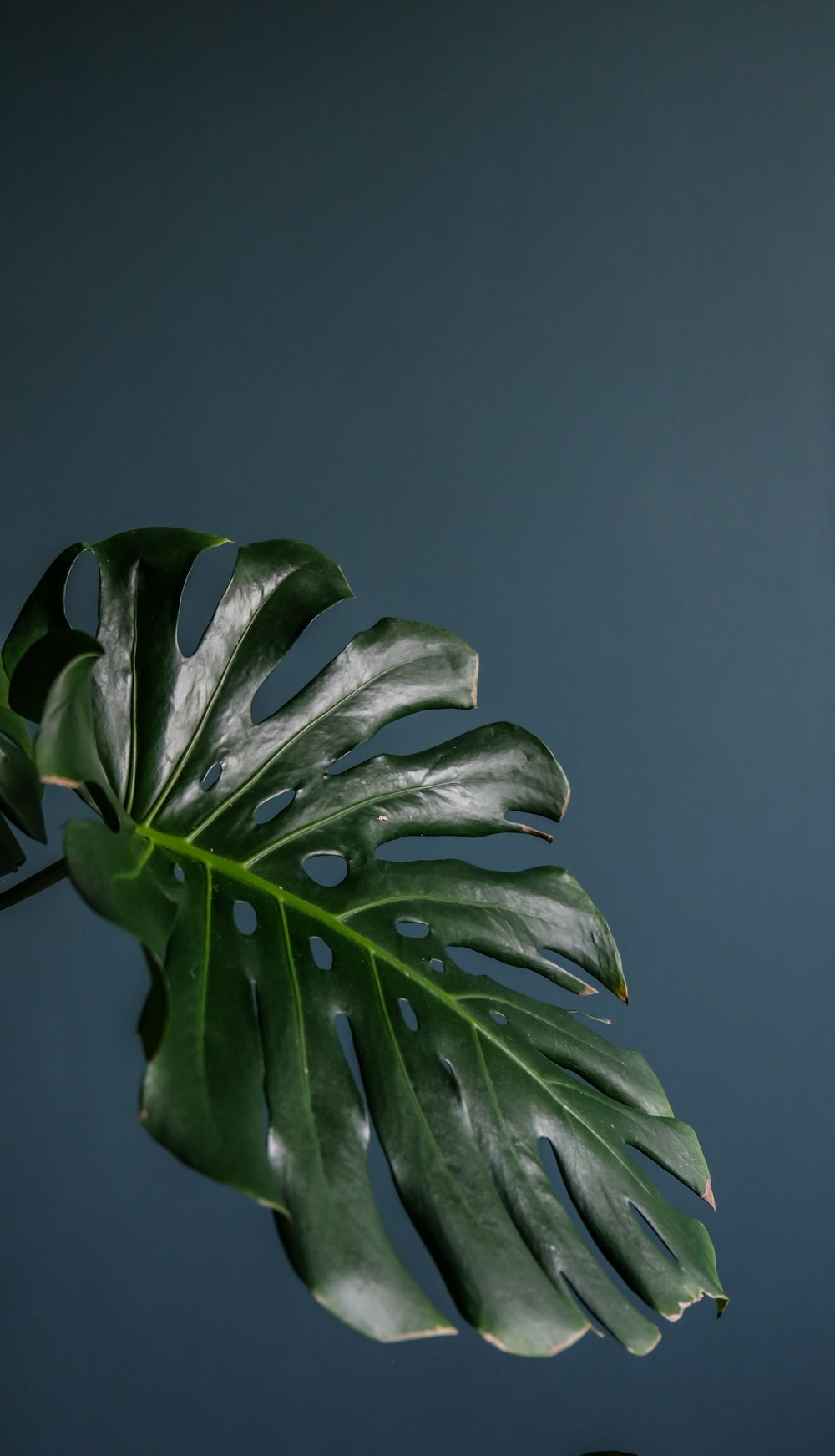 green leaf plant in close up photography