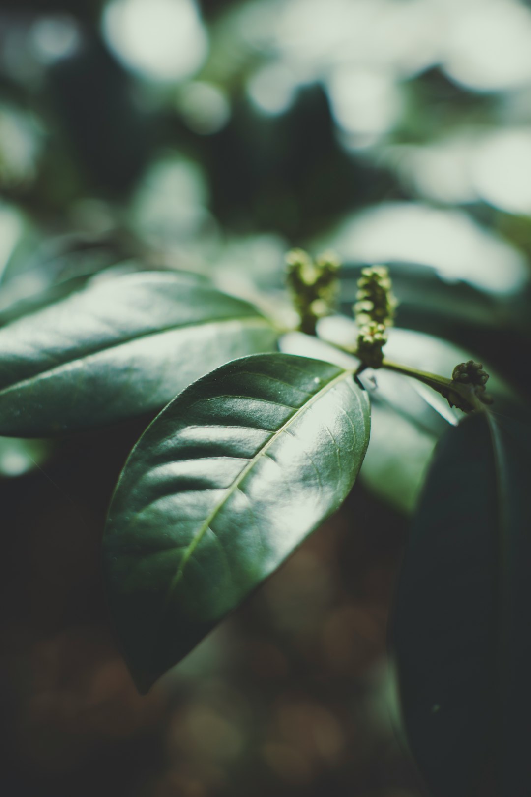 yellow and black bee on green leaf