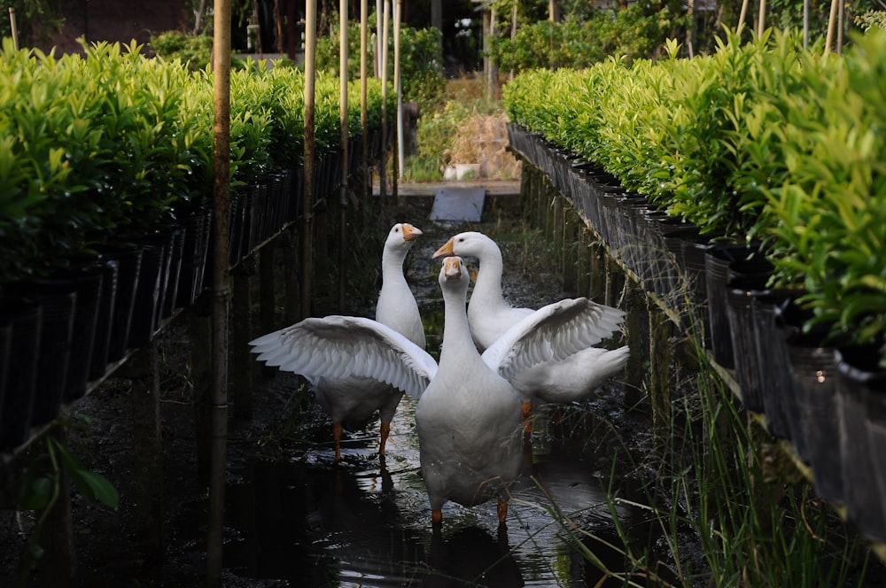two white ducks in a pond surrounded by plants
