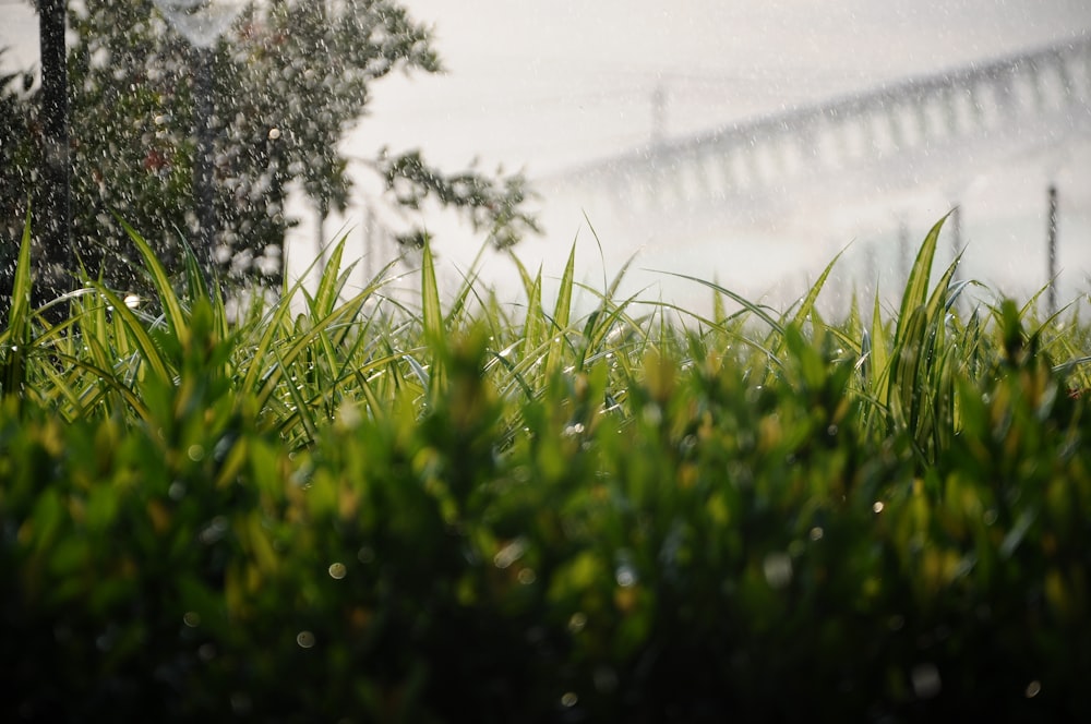 green grass field near body of water during daytime