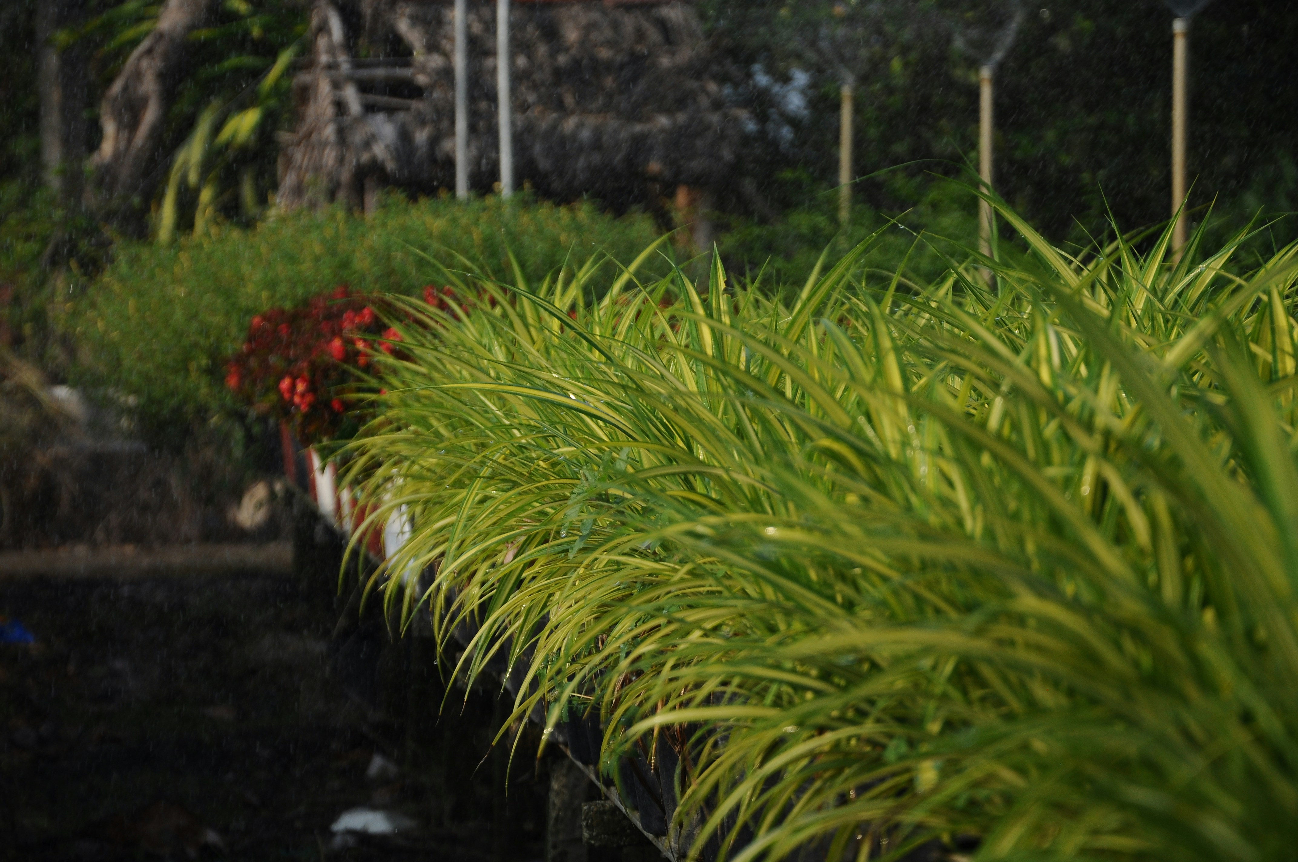 STC Plant, Flowers Nursery