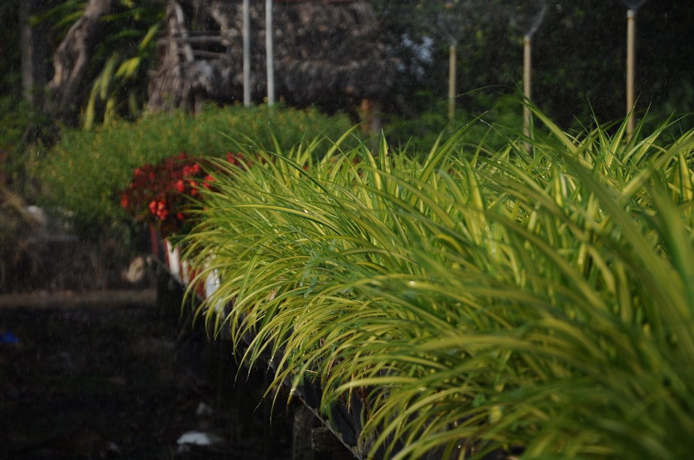 green plant on black soil