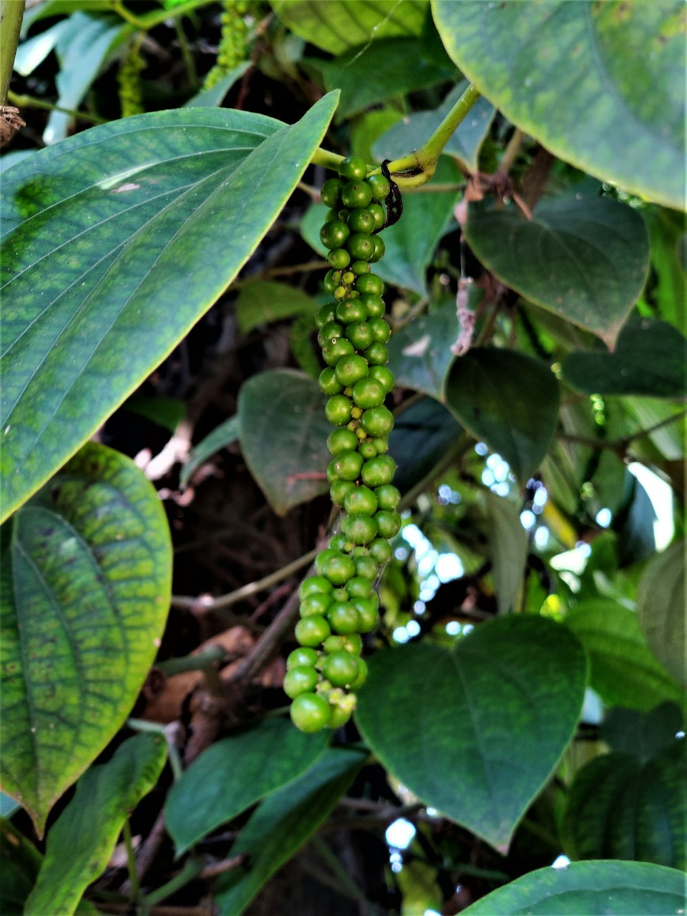 green fruit with green leaves