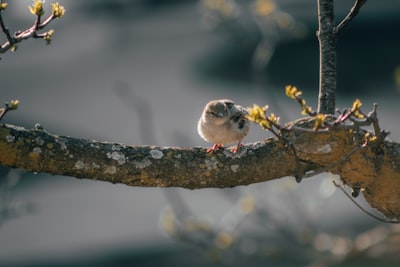 white and brown bird on brown tree branch
