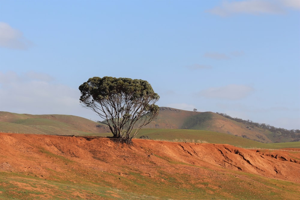 green tree on brown field during daytime