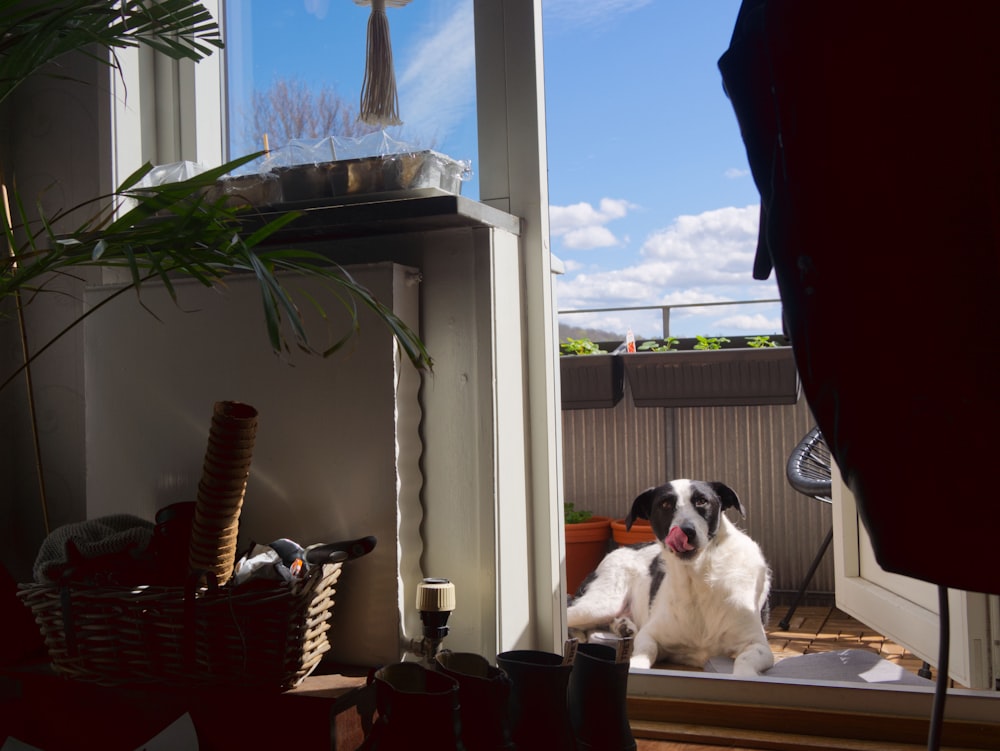 white and black short coated dog sitting on brown wicker chair