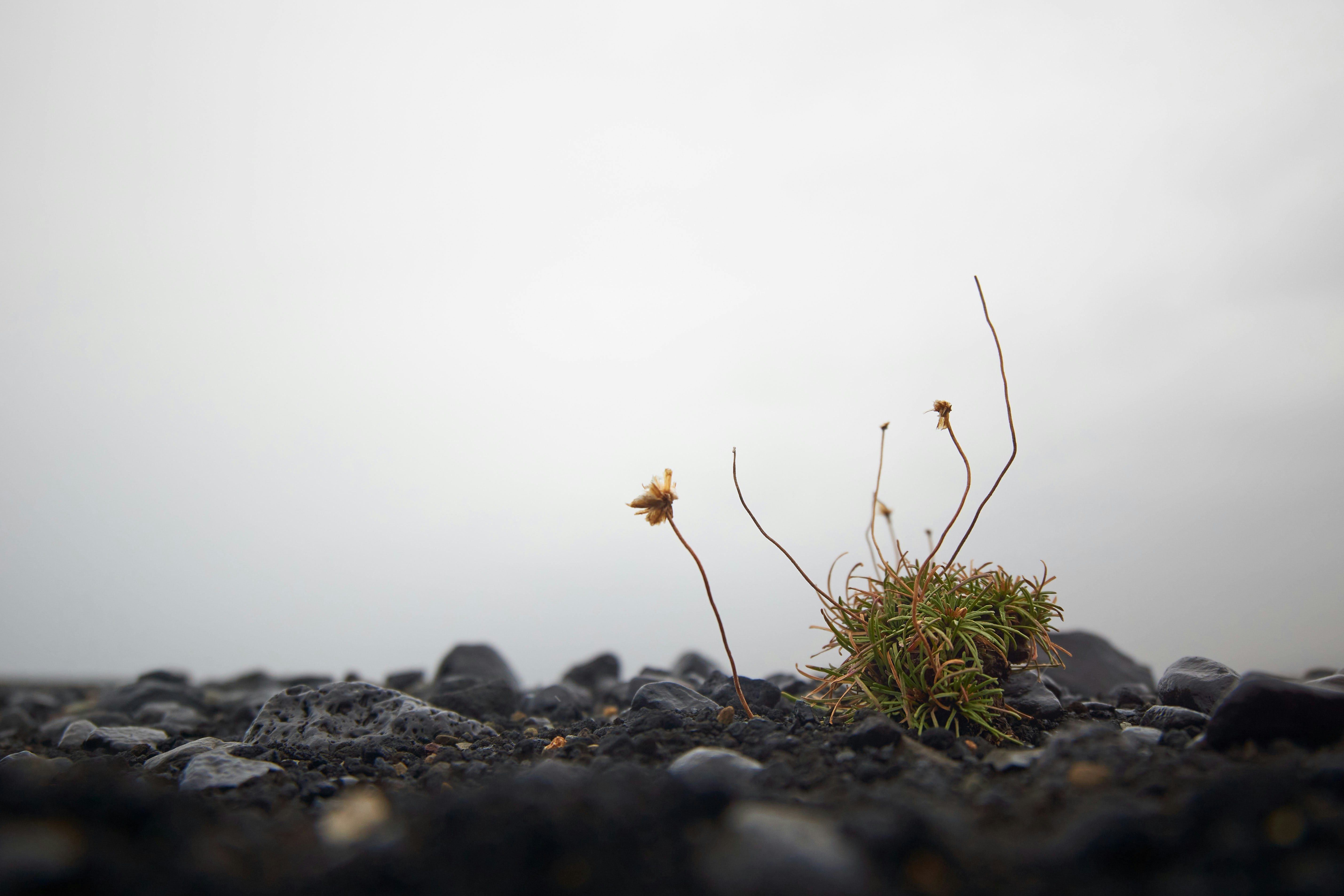 yellow flower on black rock during daytime