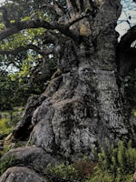 An ancient tree with sprawling roots, representing wisdom and endurance through time.