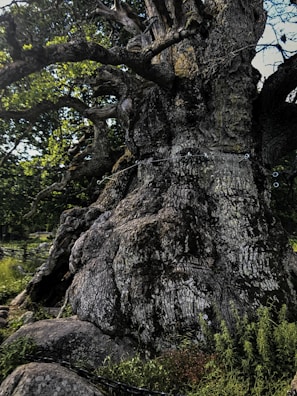 An ancient tree with sprawling roots, representing wisdom and endurance through time.
