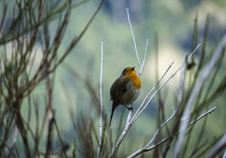 yellow and brown bird on tree branch