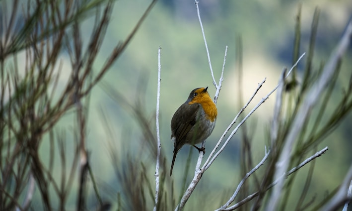 yellow and brown bird on tree branch