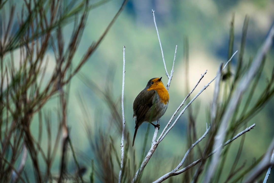 Wildlife photo spot Madeirã Aveiro