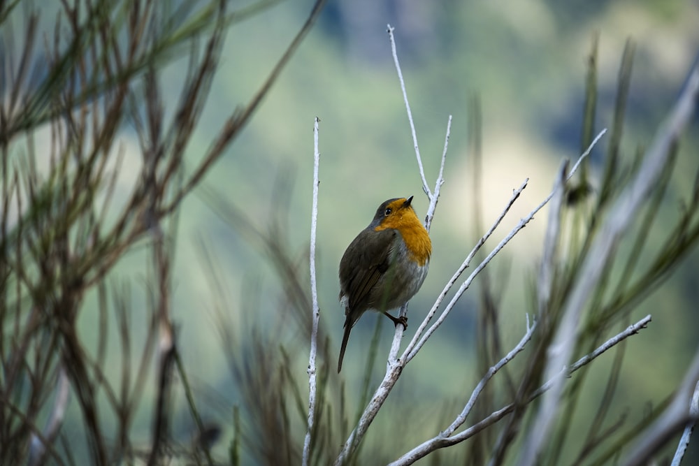 yellow and brown bird on tree branch