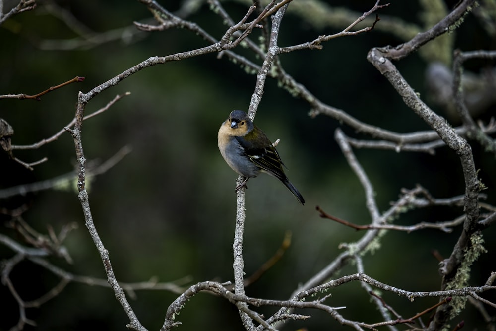 white black and yellow bird on brown tree branch during daytime
