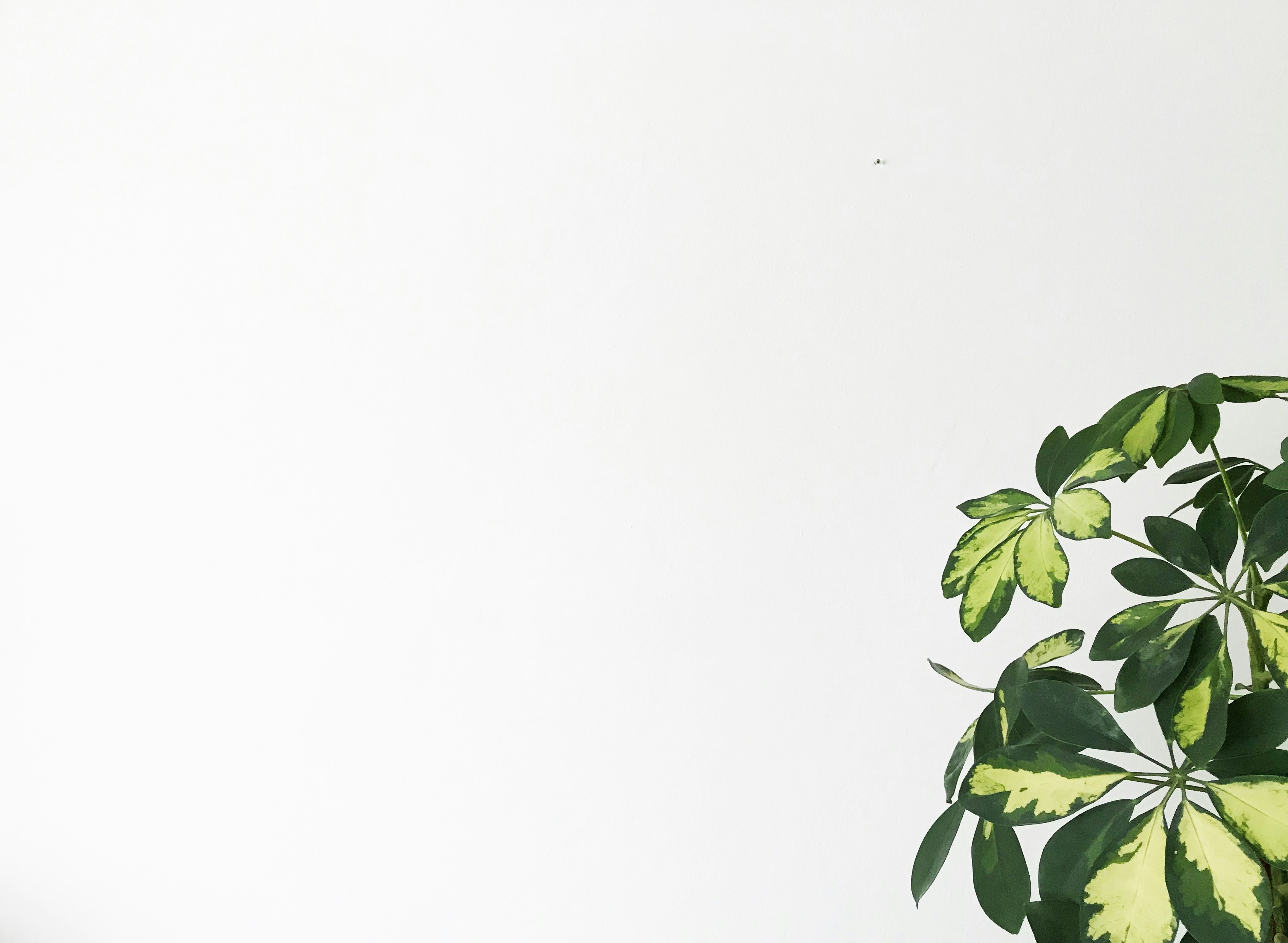 Photo by danijela777