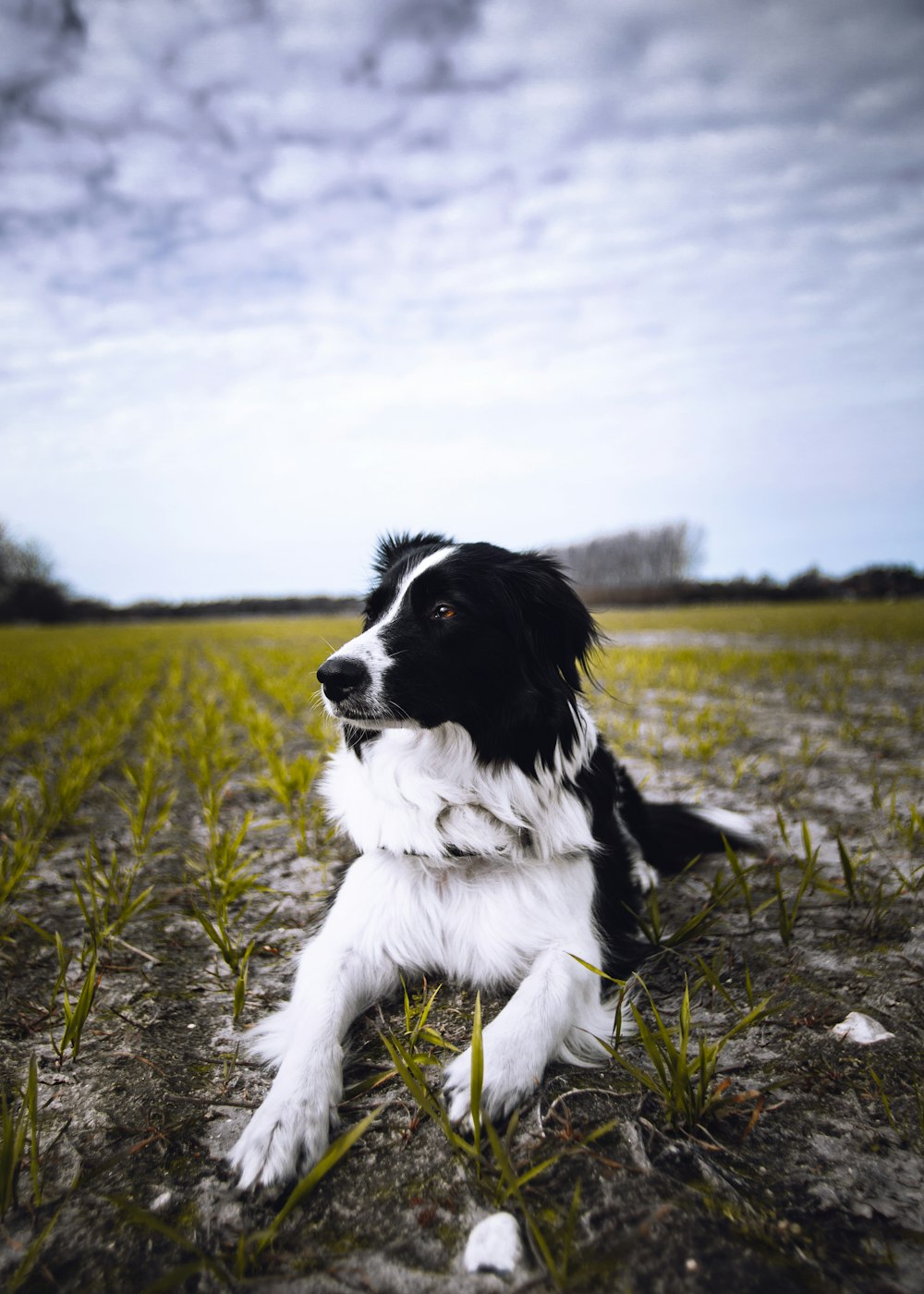 black and white border collie lying on green grass field during daytime