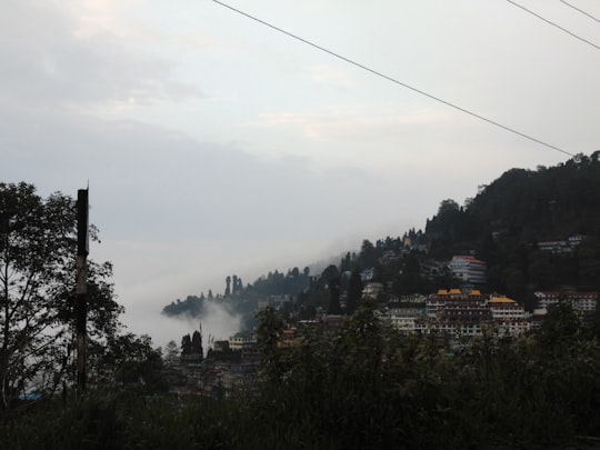 green trees and buildings under white clouds during daytime in Shimla India