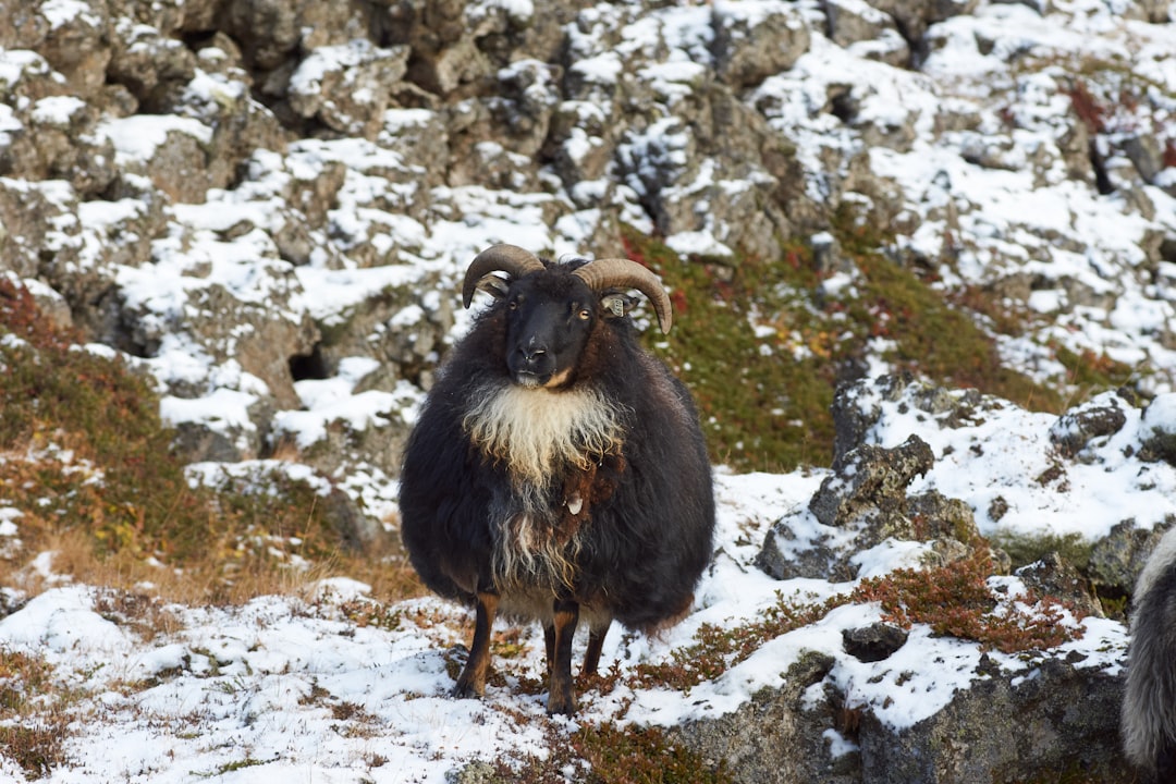 black and white ram on snow covered ground during daytime