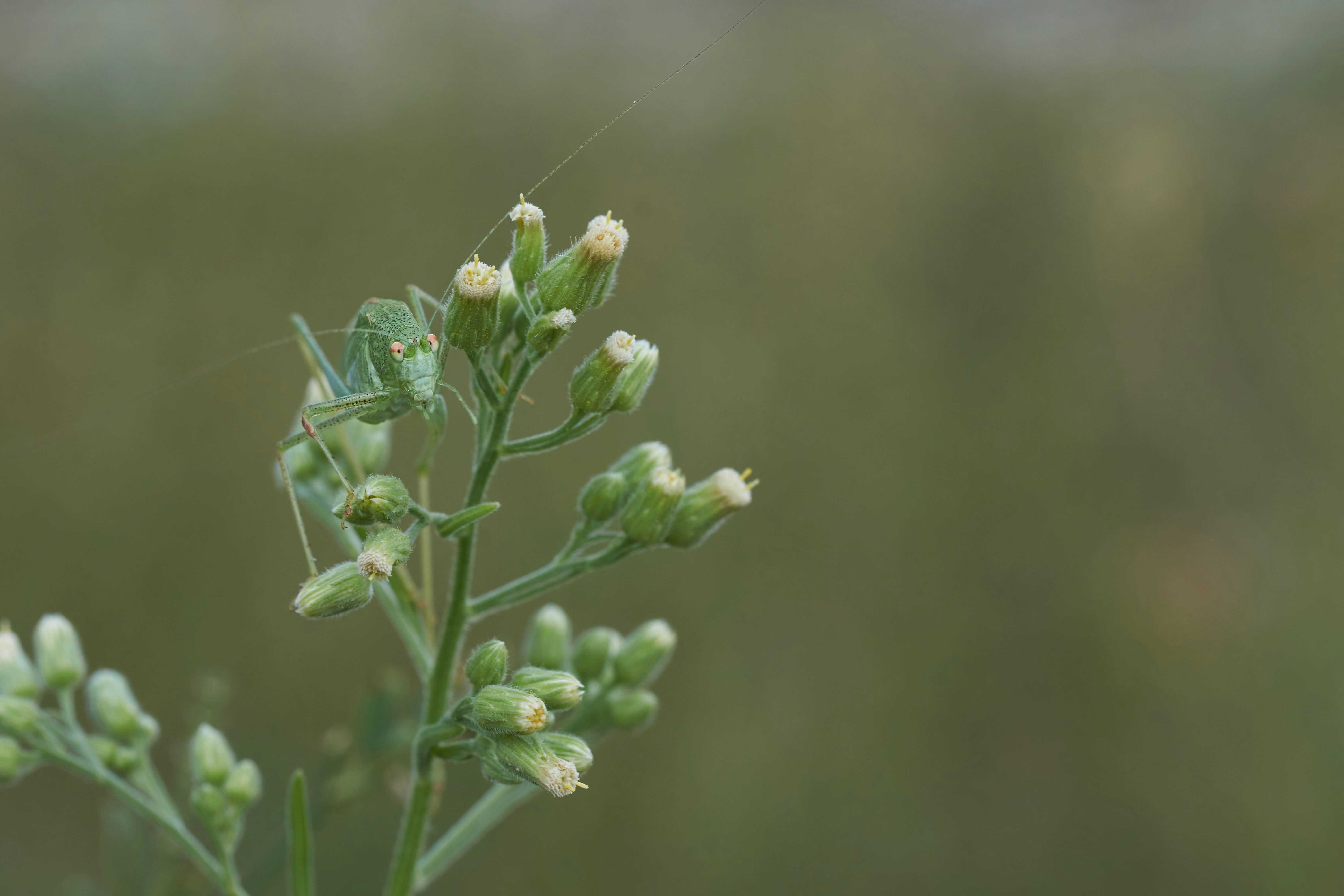 Photo by wolfgang_hasselmann