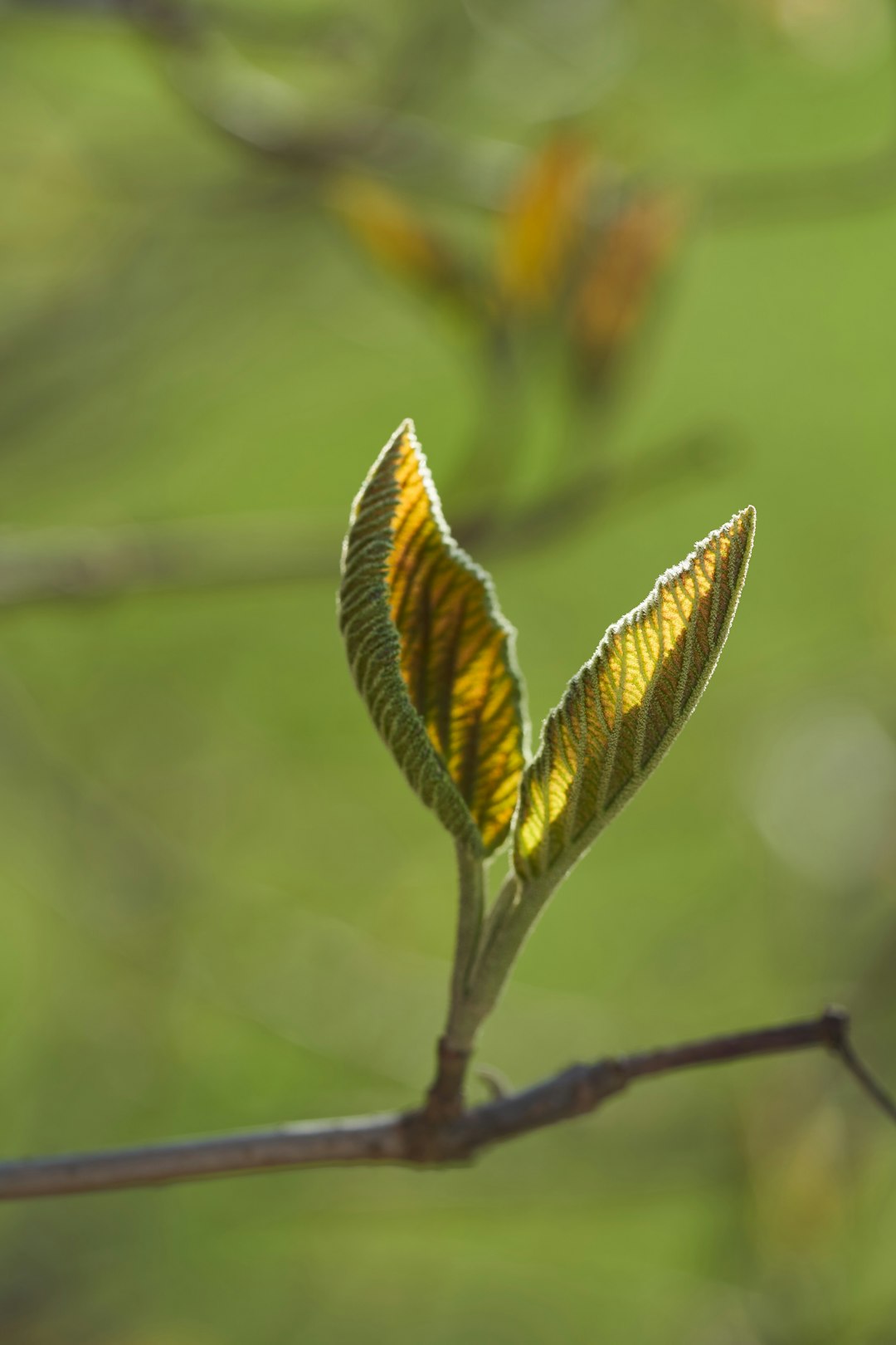 brown and green leaves in tilt shift lens