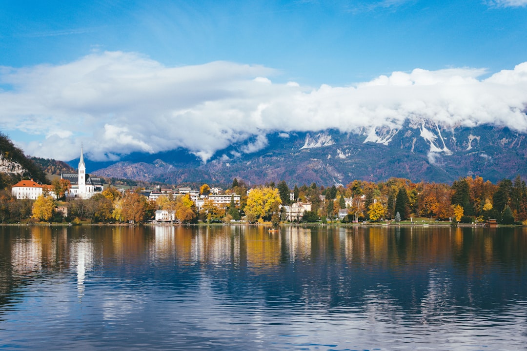 green trees near body of water under blue sky during daytime