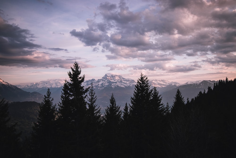 silhouette of trees under cloudy sky during daytime