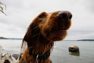 golden retriever with blue and white plaid scarf on gray sand during daytime