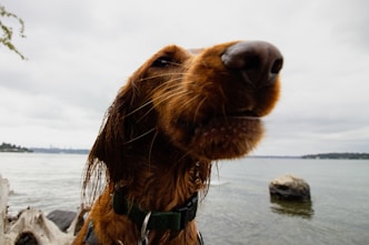 golden retriever with blue and white plaid scarf on gray sand during daytime