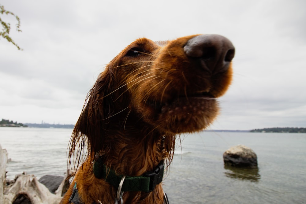 golden retriever with blue and white plaid scarf on gray sand during daytime