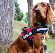 brown long coated dog wearing black and red harness