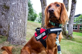 brown long coated dog wearing black and red harness