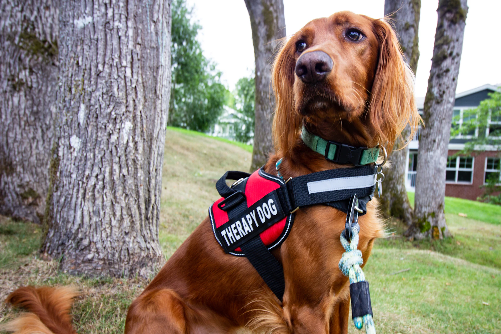 A calm red Irish setter sitting attentively in a red THERAPY DOG harness with a reflective strip, settled and looking up beside its handler