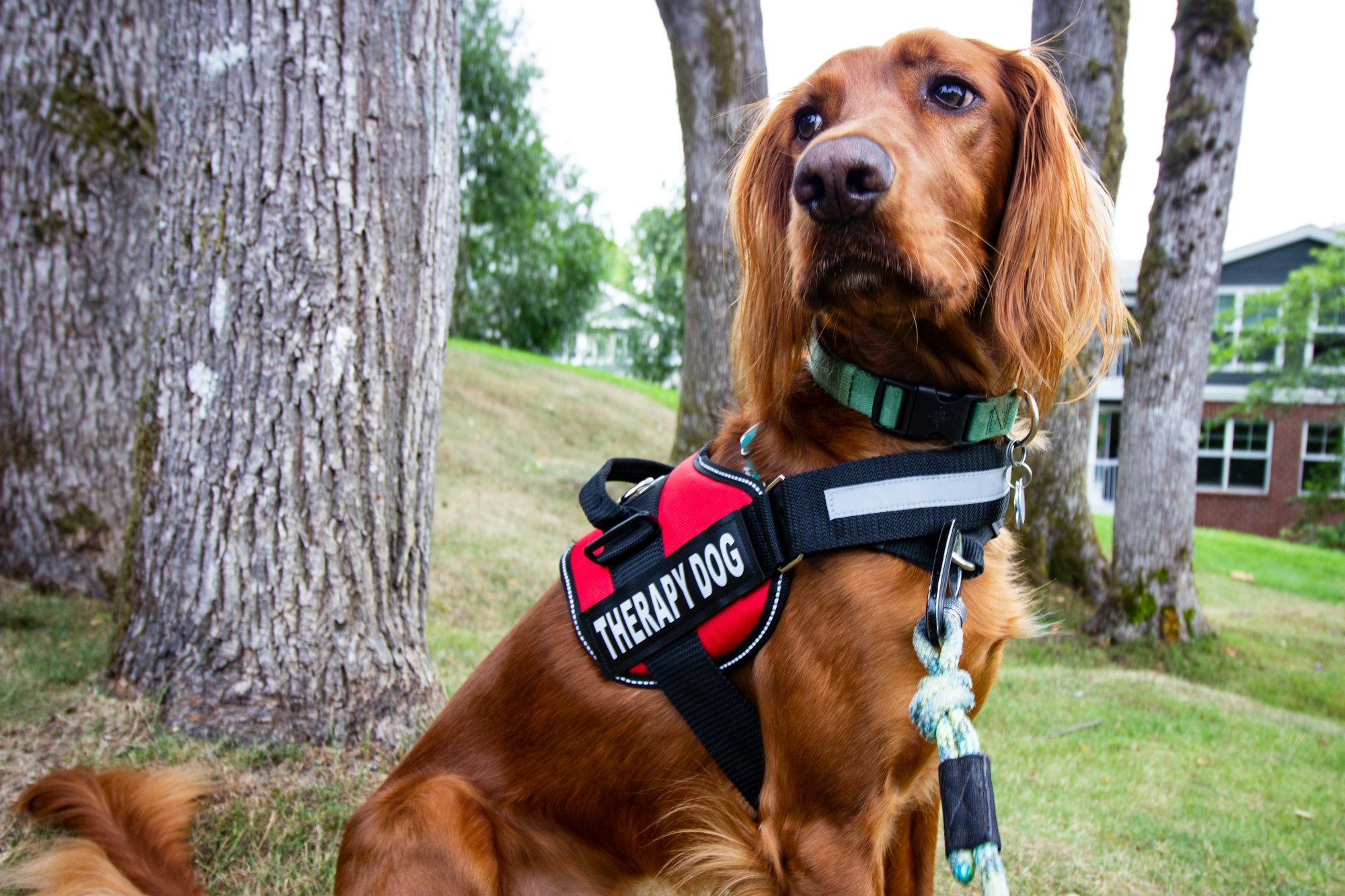 The Surprising Benefits of Pet Therapy