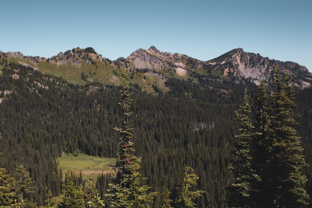 green pine trees near mountain during daytime